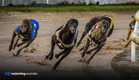 greyhound handicapping secrets|Greyhound Handicapping .